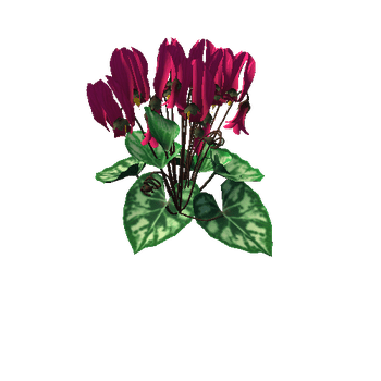 Flower Cyclacmen_ping